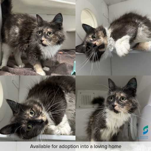 Photo of cat with ID of : C250928.