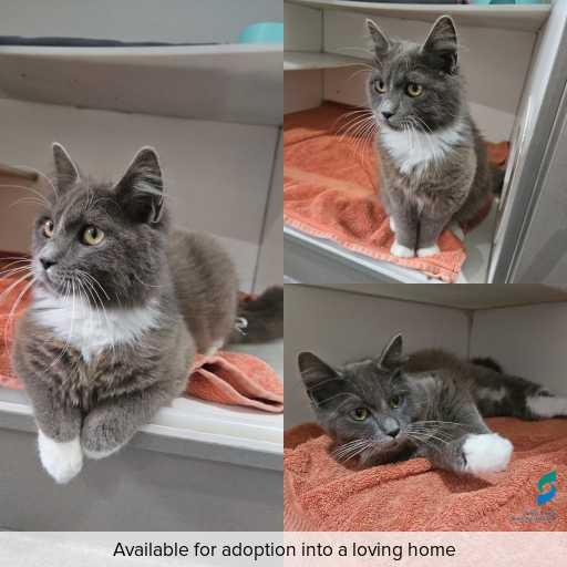 Photo of cat with ID of : C250975.