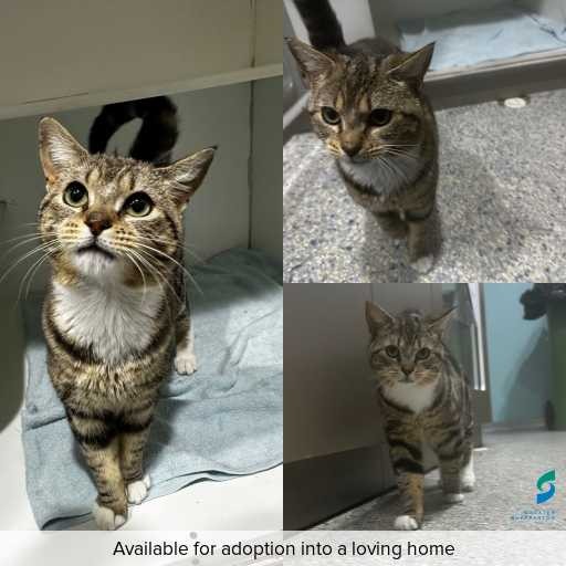 Photo of cat with ID of : C250989.