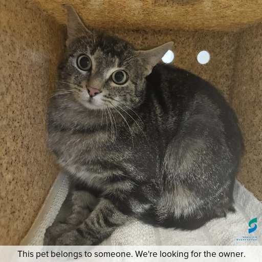 Photo of cat with ID of : C251158.