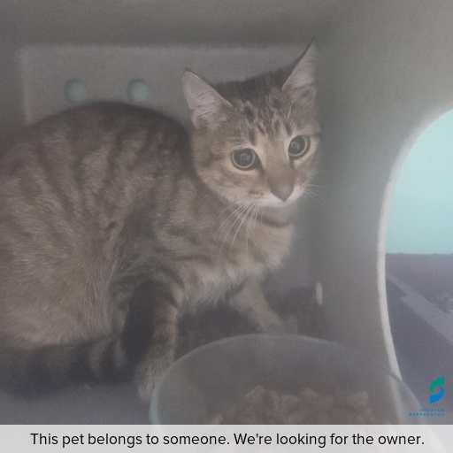Photo of cat with ID of : C251159.