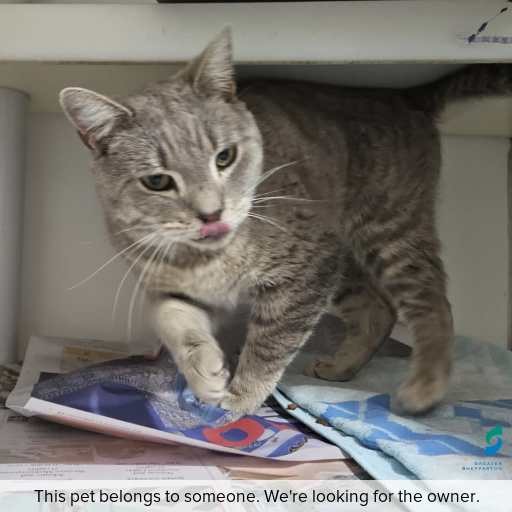 Photo of cat with ID of : C251162.