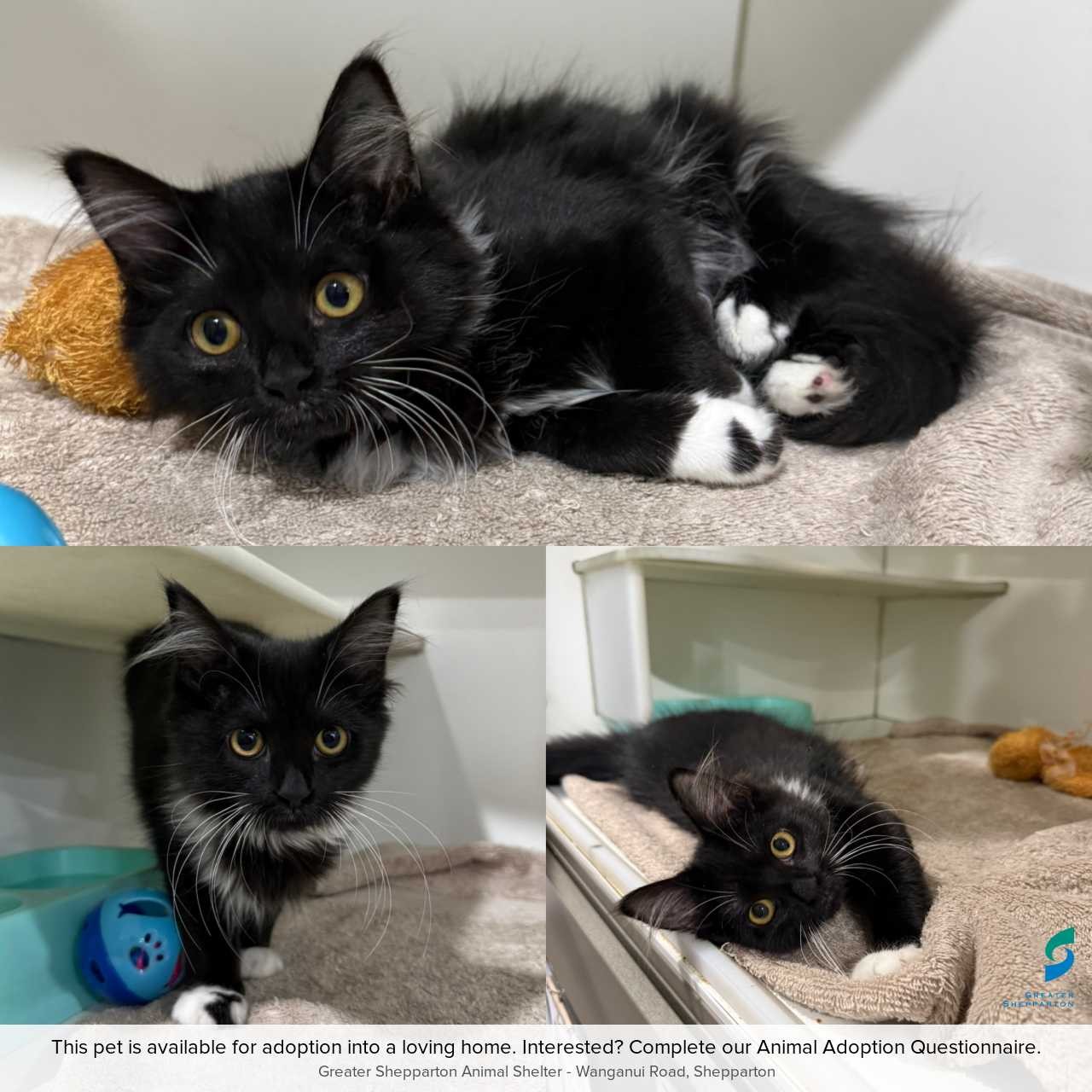 C260026 Pebbles.jpeg