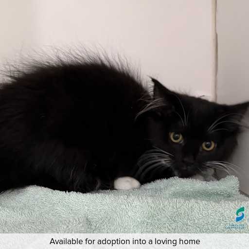 Photo of cat with ID of : C260026.