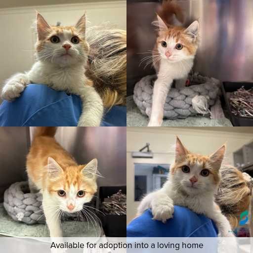 Photo of cat with ID of : C260322.