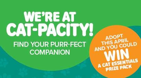 April Cat Adoption Day - Web