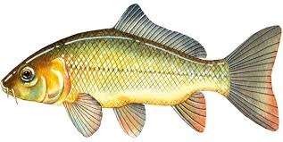 European carp
