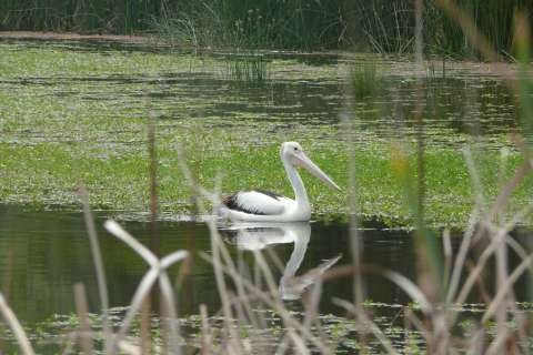 Lake Bartlett wetlands Pelican and Ludwigia
