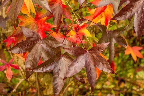 bigstock-Elm-leaves-at-fall-92634170
