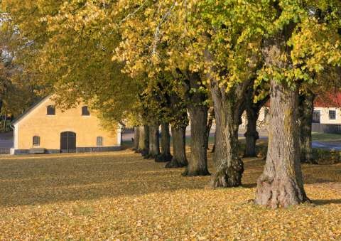 bigstock-Elm-trees-tremble-leaves-and--81680519