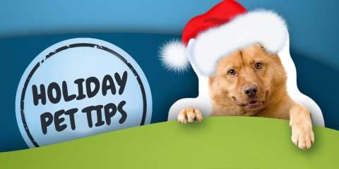 holiday-pet-tips