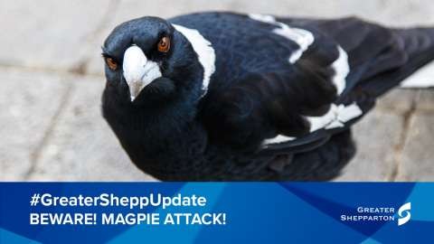 magpie