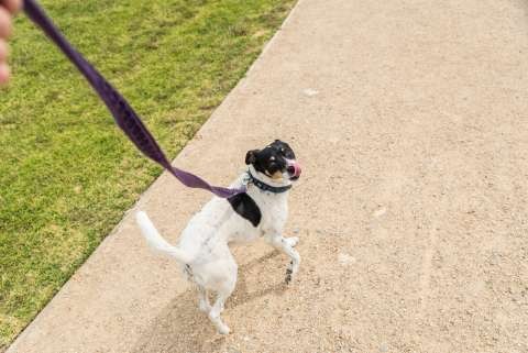 Animal Responsible Ownership-20151207-1278