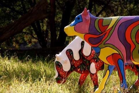 Photo 8 photography cow image Udder Ability and Strawberries and Cream