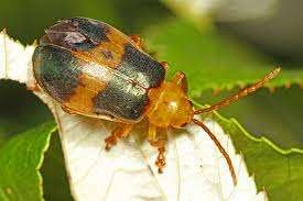 elm leaf beetle
