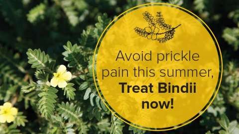 Caltop-Bindii-Homepage-Tile