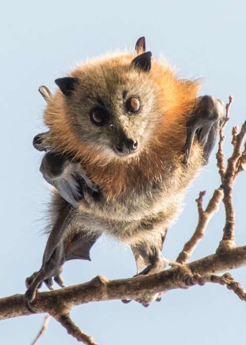 Bat