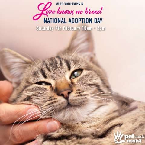 PSA 026 National Adoption Day 2019 Rescue Groups Posts 1200pxl x 1200pxl CAT 1