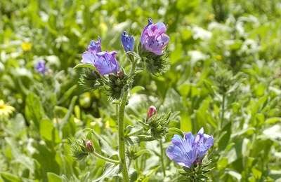 Patersonscurse wholeplant big