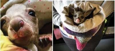 82115387 798820660612671 4717870580785741824 n