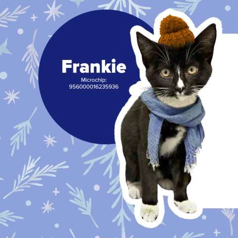 Winter Snuggles Pet Adoption FB Tiles 4up3