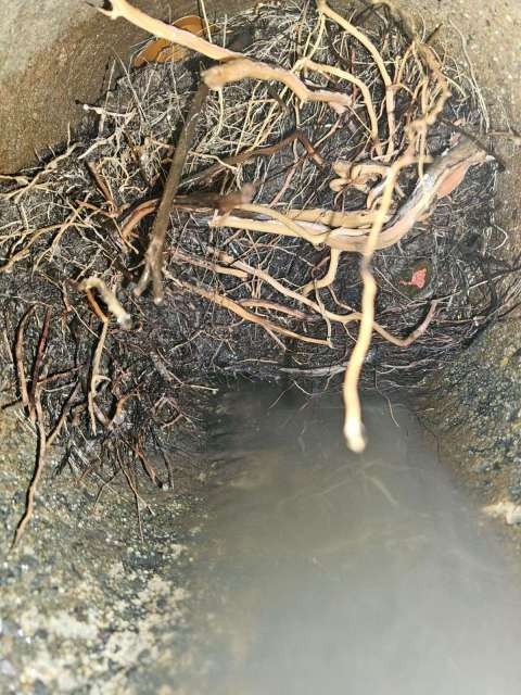 Tree roots blocking a pipe